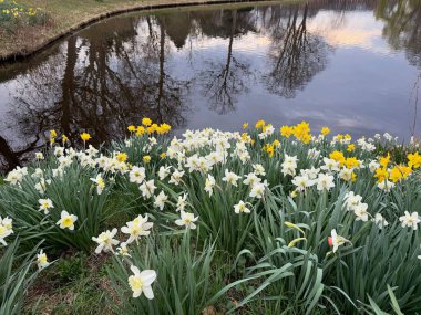 Şehir kanalı yakınında çiçek açan güzel çiçekler.