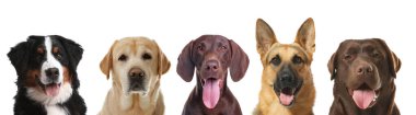 Beyaz arka plana bakan sevimli köpekler.