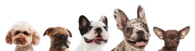 Beyaz arka plana bakan sevimli köpekler.