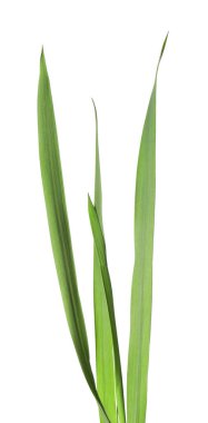 Beyaz çimenlerin üzerinde yeşil yapraklar