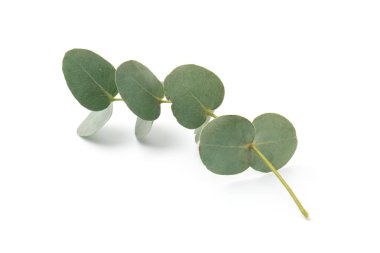 Beyaz yapraklı okaliptüs dalı