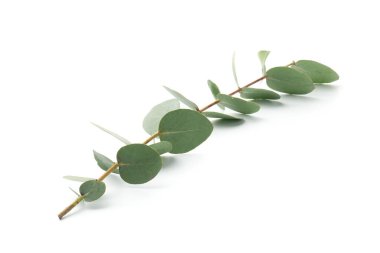 Beyaz yapraklı okaliptüs dalı