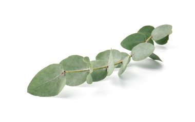 Beyaz yapraklı okaliptüs dalı