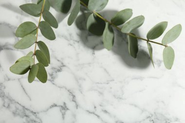 Güzel okaliptüs dalları beyaz mermer arka planda, yakın plan. Metin için boşluk