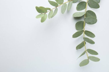 Beyaz arka planda güzel okaliptüs dalları, üst manzara. Metin için boşluk