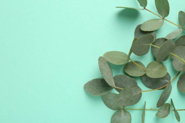 Turkuaz arka planda güzel okaliptüs dalları, üst manzara. Metin için boşluk