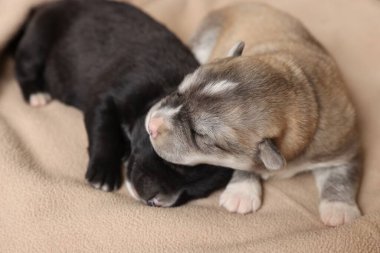 Minik yavrular bej battaniyede birlikte uyurlar, yakın plan.