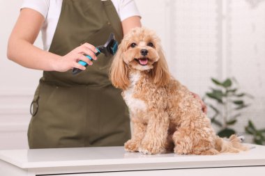 Şirin Maltipoo köpeğini fırçalayan kadın, yakın plan.