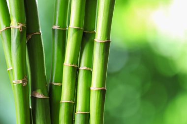 Dekoratif bambu kökleri bulanık yeşil arka planda, yakın planda. Metin için boşluk