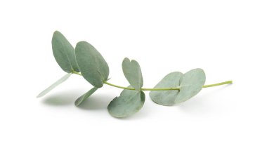 Beyaz yapraklı okaliptüs dalı