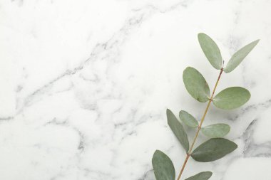 Beyaz mermer zemin üzerinde taze yaprakları olan okaliptüs dalı, üst manzara. Metin için boşluk