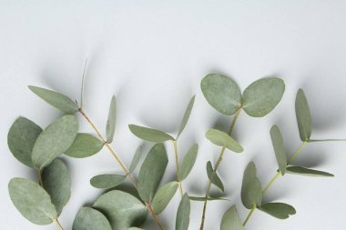 Beyaz arka planda güzel okaliptüs dalları, üst manzara. Metin için boşluk