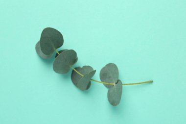 Turkuaz arka planda güzel okaliptüs dalı, üst görünüm