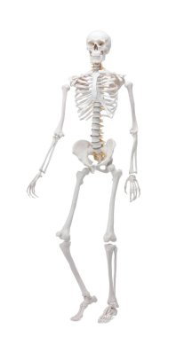 Yapay insan iskelet modeli beyaz üzerine izole edildi