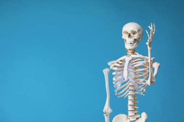 Artificial human skeleton model on light blue background, space for text