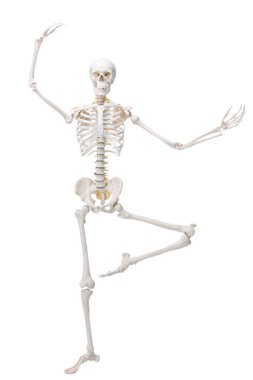 Yapay insan iskelet modeli beyaz üzerine izole edildi