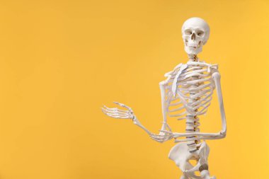 Artificial human skeleton model on orange background, space for text
