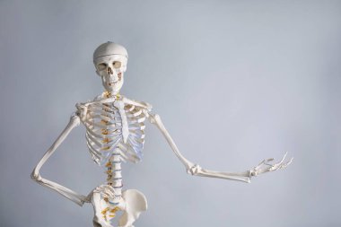 Artificial human skeleton model on gray background, space for text