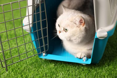 Evcil hayvan taşıyıcısındaki sevimli kedi yapay çimlerin üzerinde, yakın plan.