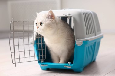 Evcil hayvan taşıyıcısındaki sevimli kedi.