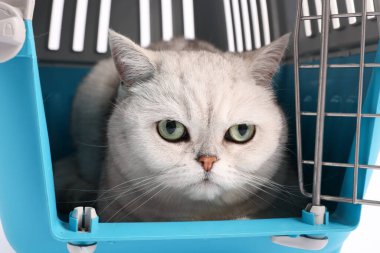 Evcil hayvan taşıyıcısındaki sevimli kedi, yakın plan. Sevimli hayvan.