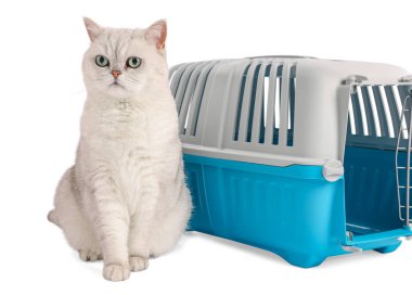 Sevimli kedi ve evcil hayvan taşıyıcısı beyaz üzerinde izole edilmiş.