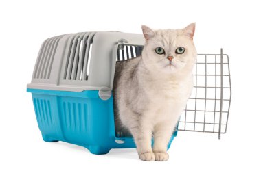 Evcil hayvan taşıyıcısındaki şirin kedi beyazda izole edilmiş.