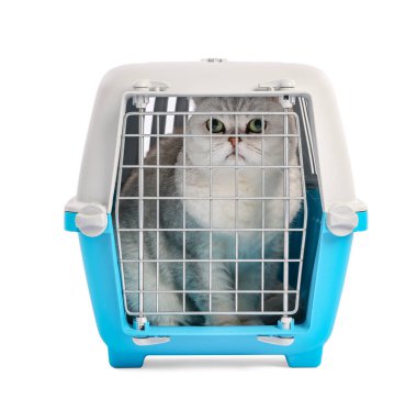 Evcil hayvan taşıyıcısındaki şirin kedi beyazda izole edilmiş.