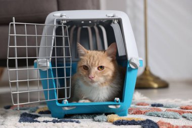 Evdeki evcil hayvan taşıyıcısında şirin bir kedi, yakın plan.