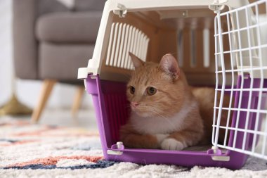 Evdeki evcil hayvan taşıyıcısında şirin bir kedi, yakın plan.