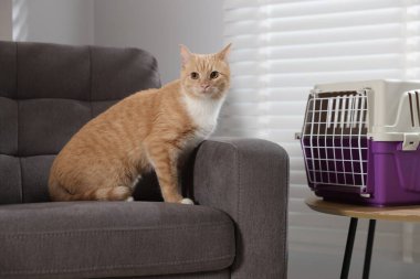 Kanepede sevimli bir kedi ve evcil hayvan taşıyıcısı.