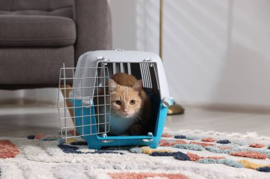 Evdeki evcil hayvan taşıyıcısının içinde sevimli bir kedi.