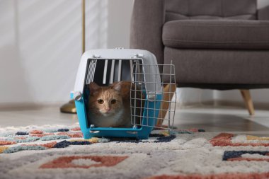 Evdeki evcil hayvan taşıyıcısının içinde sevimli bir kedi.