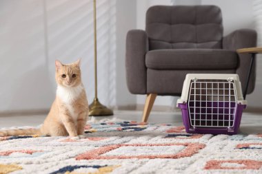 Şirin kedi ve hayvan taşıyıcısı evde yerde.