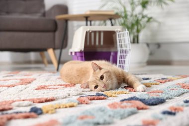 Şirin kedi ve hayvan taşıyıcısı evde, seçici bir odak noktası.