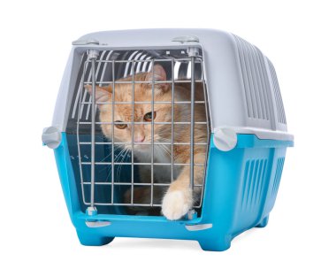 Kapalı evcil hayvan taşıyıcısındaki şirin kedi beyazda izole edilmiş.