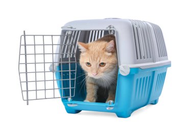 Açık evcil hayvan taşıyıcısındaki şirin kedi beyazda izole edilmiş.