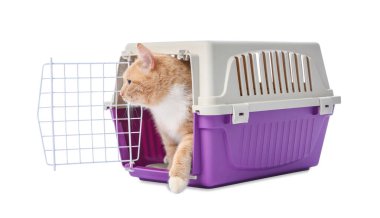 Açık evcil hayvan taşıyıcısındaki şirin kedi beyazda izole edilmiş.