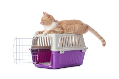 Sevimli kedi ve evcil hayvan taşıyıcısı beyaz üzerinde izole edilmiş.