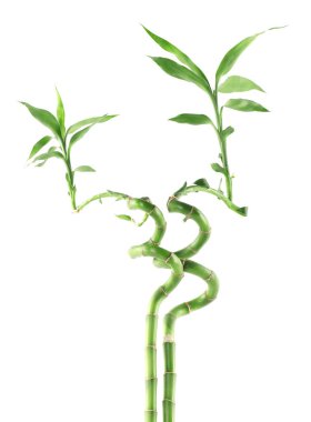 Beautiful green bamboo stems isolated on white