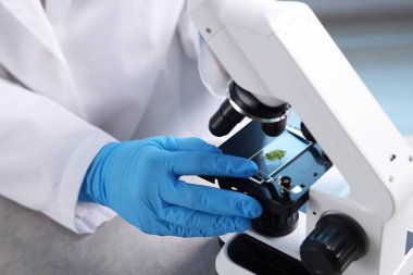 Biyokimya. Bilimadamı, laboratuvarda mikroskopla fabrikaya bakıyor, yakın plan.