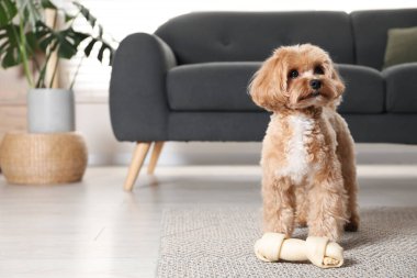 Evde yerde kemikleri çiğnenmiş şirin bir köpek, mesaj için yer var.