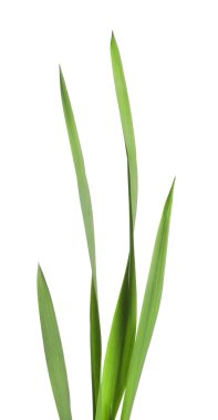 Beyaz çimenlerin üzerinde yeşil yapraklar