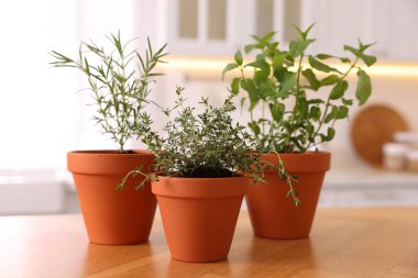 Evdeki ahşap masadaki saksılarda otlar.