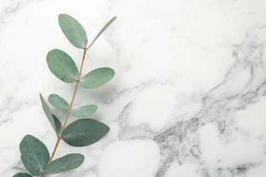 Beyaz mermer zemin üzerinde taze yaprakları olan okaliptüs dalı, üst manzara. Metin için boşluk