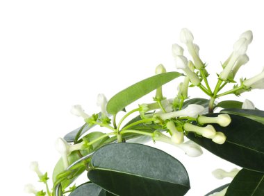 Beyaz tomurcukları olan güzel yasemin bitkisi.