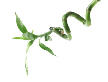 Güzel yeşil bambu bitkisi beyaz üzerine izole edilmiş.