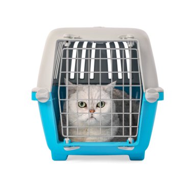 Evcil hayvan taşıyıcısındaki şirin kedi beyazda izole edilmiş.