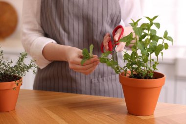 Mutfakta taze naneli şeker kesen bir kadın, yakın plan. Aromatik bitkiler