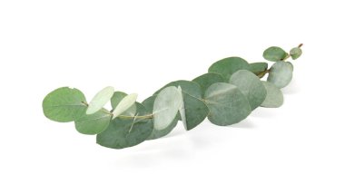 Beyaz yapraklı okaliptüs dalı